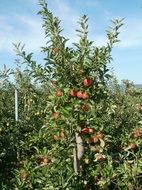 red apples on the tree