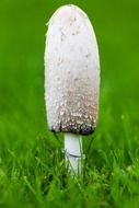 mushroom with a white oblong hat