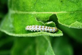 white caterpillar on a green leaf