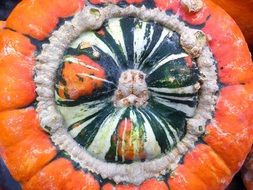 multicolored squash