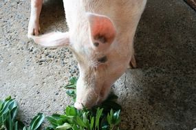 pink pig grazing outdoor