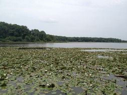 lily pads pond