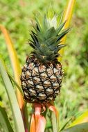 exotic pineapple fruit with colorful leaves