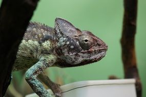 chameleon in terrarium