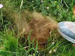 flying spores of Puffballs fungi in grass