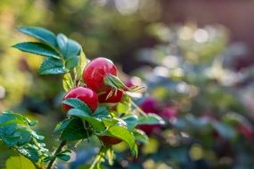 rose hip plant close-up on blurred background