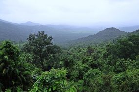 forest near foggy mountains, india, Mollem national park