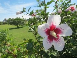 blossom plants outdoors