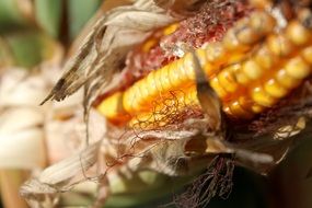 ripe corn on the cob on the field