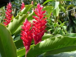 Red Heliconia flowers