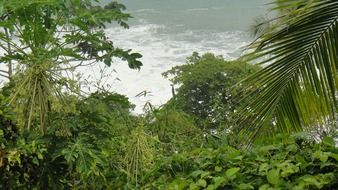 river in the jungle