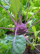 purple kohlrabi on a garden bed