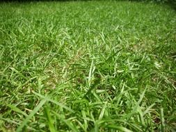 lawn grass, background