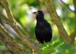 Bird eating a worm