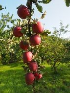 juicy vinous apples on a branch