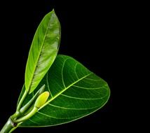 green leaves on black background