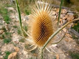 photo of the autumnal cardillo plant