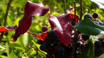 colorful holly leaves and fruits in wild