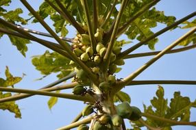 delicious papaya at blue sky background