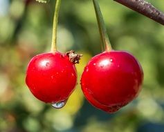 sour cherries on branch