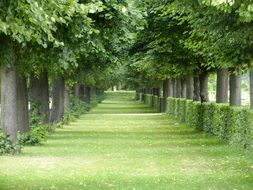 trees as a hedge in the park