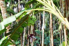 green bananas on a tree in india