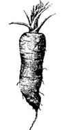 carrot as a drawing
