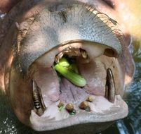 zucchini in hippo mouth
