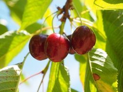 cherry harvest