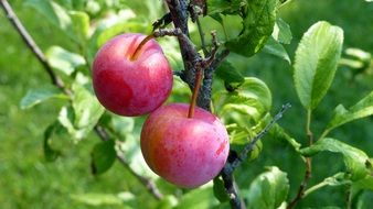 Plum fruits on a tree