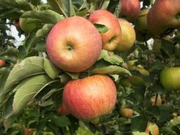 ripe apples on a fruit tree