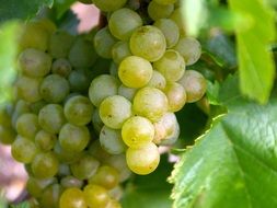 white wine grapes