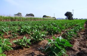 eggplant plants on field, India