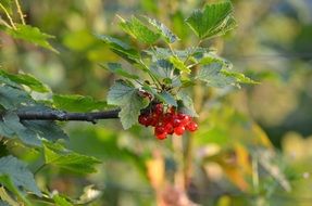 currant bush in a garden