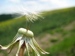 macro photo of summer dandelion