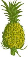 pineapple fruit food tropical yellow green drawing