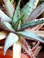 large green agave plant in a pot