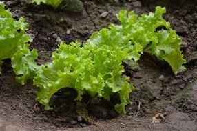 lettuce plants in soil