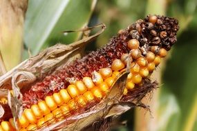 yellow corn harvest