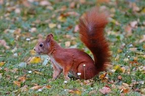 squirrel in autumn