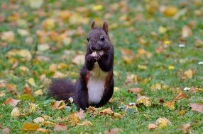 foraging squirrel in autumn