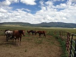 horses countryside
