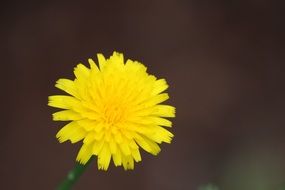 yellow dandelion horticulture