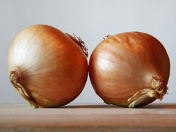 onion garden plant close-up