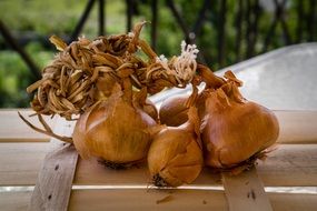 brown onions on a wooden trellis