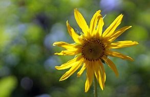 yellow flower on a blurred background on a sunny day