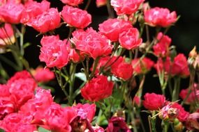 fine pink roses blooming outdoor