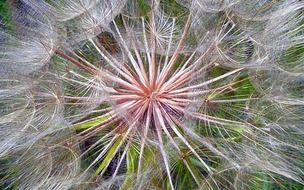 closeup of a dandelion seed head