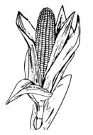 painted corn cob