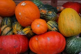 pumpkin varieties